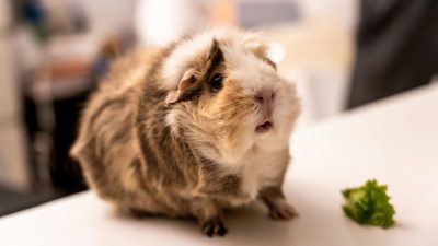 Alternatives to Animal Testing